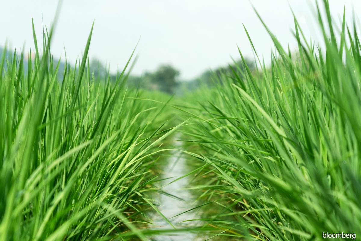 Govt to offer crop insurance as part of food security push — PM